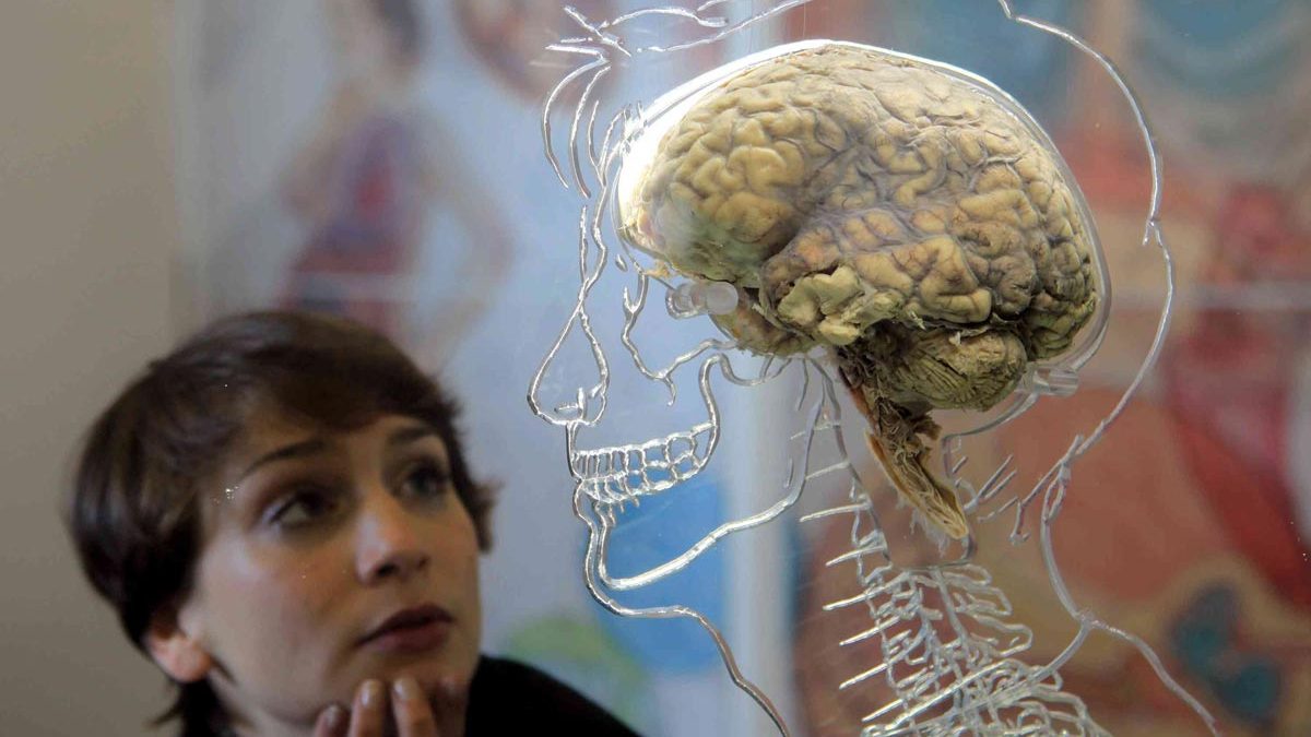 چگونه ژن‌هایی که مغز انسان را بزرگ کردند، به‌وجود آمدند؟