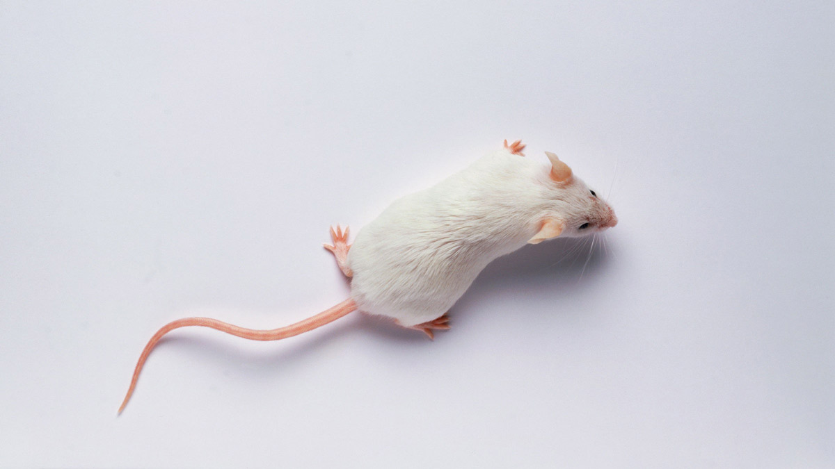 دانشمندان مدعی افزایش طول عمر موش‌ها با بازنویسی ژن‌ها شدند