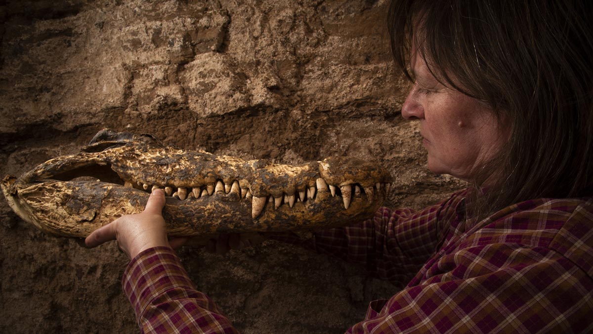 پژوهشگران مومیایی 2500ساله چند تمساح را در مقبره‌ای در مصر