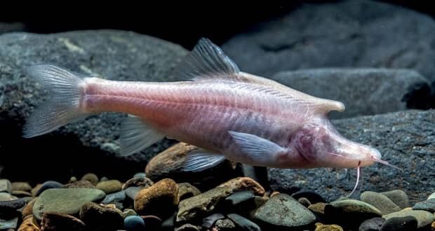 عکس| این ماهی چینی ترسناک !