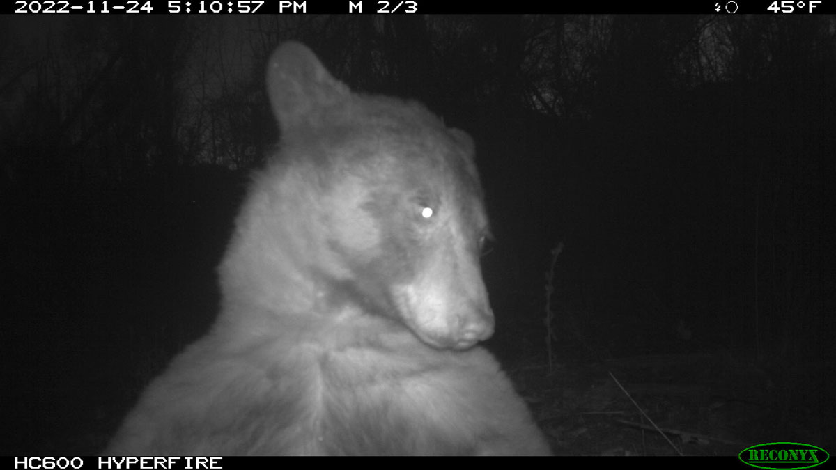یک خرس در آمریکا با دوربین حیات‌وحش از خودش 400