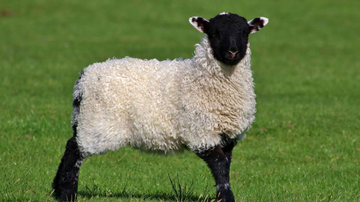 سایت معتبر برای قربانی کردن گوسفند