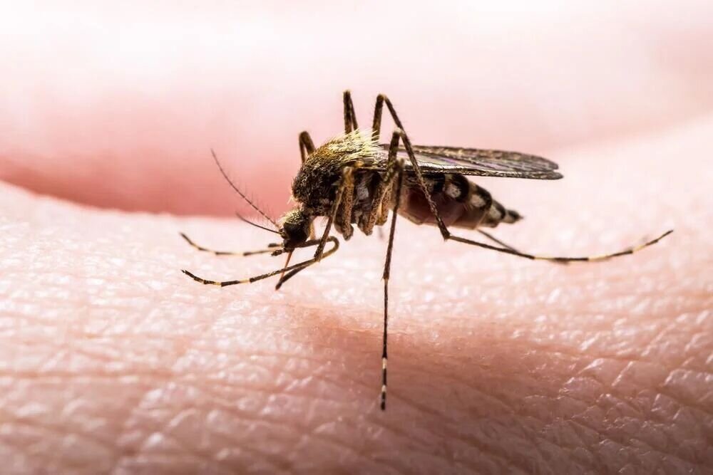 شناسایی ۴ بیمار مبتلا به «مالاریا» در این استان