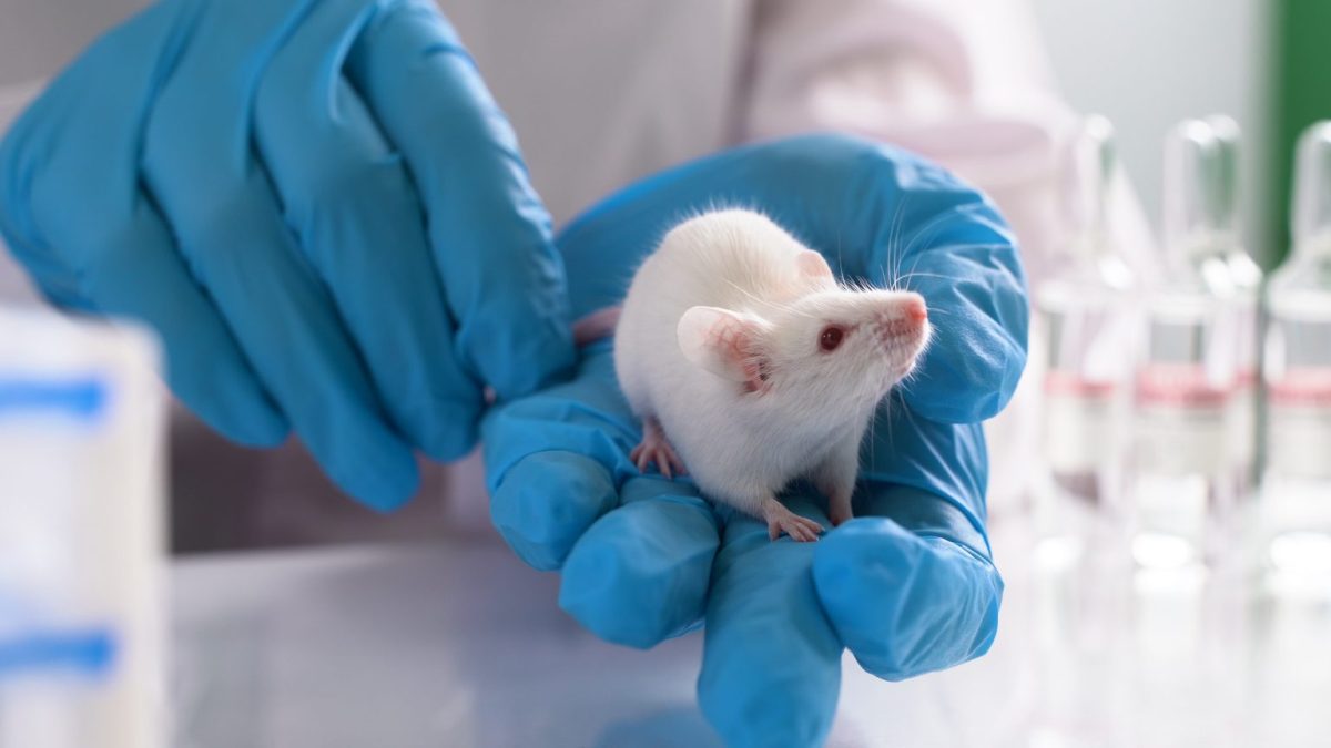 موش‌ها در آزمایشگاه با قدرت ذهن خود اشیا را در