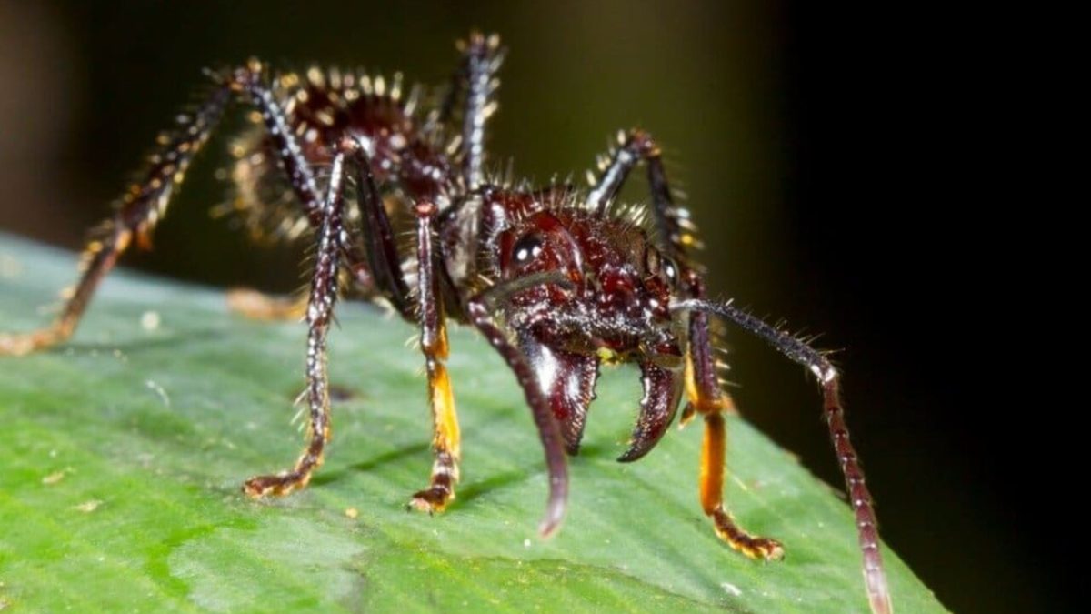 کشف زهر فلج‌کننده عصبی در مورچه!