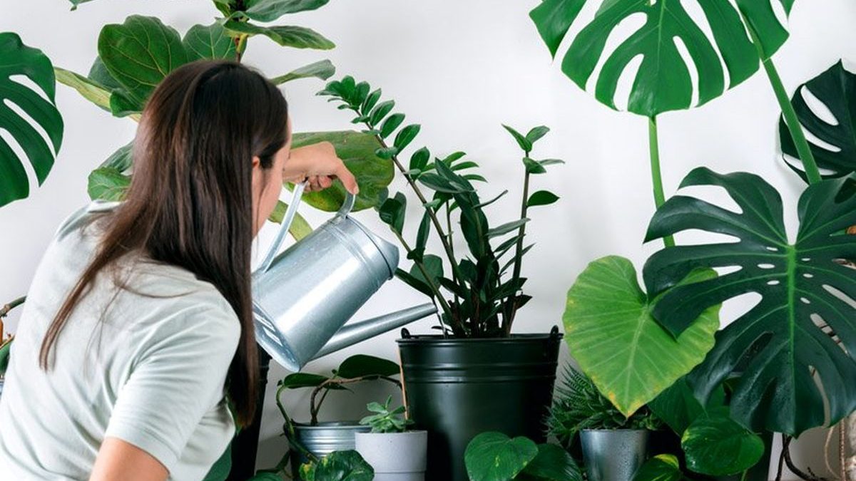 بهترین و صحیح ترین روش برای آبیاری گیاهان آپارتمانی